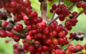 Volta Redonda promove 1ª Feira da Roça Orgânica, Agroecológica e Artesanal no dia 6 de setembro