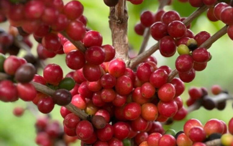 Volta Redonda promove 1ª Feira da Roça Orgânica, Agroecológica e Artesanal no dia 6 de setembro