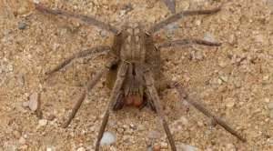 Brasil abriga 3 das 4 aranhas mais perigosas do mundo - lista brasil tem 3 das 4 aranhas mais perigosas do mundo veja co