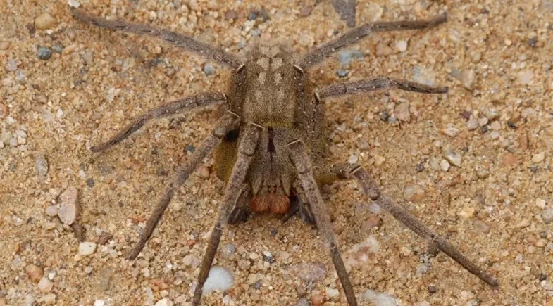 Brasil abriga 3 das 4 aranhas mais perigosas do mundo